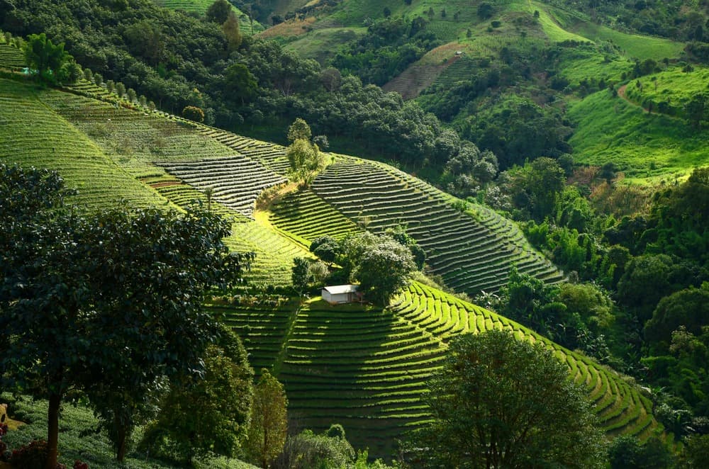 Montagne Doi Mae Salong