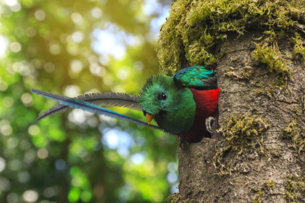 Quetzal resplendissant : l'animal emblématique du Guatemala