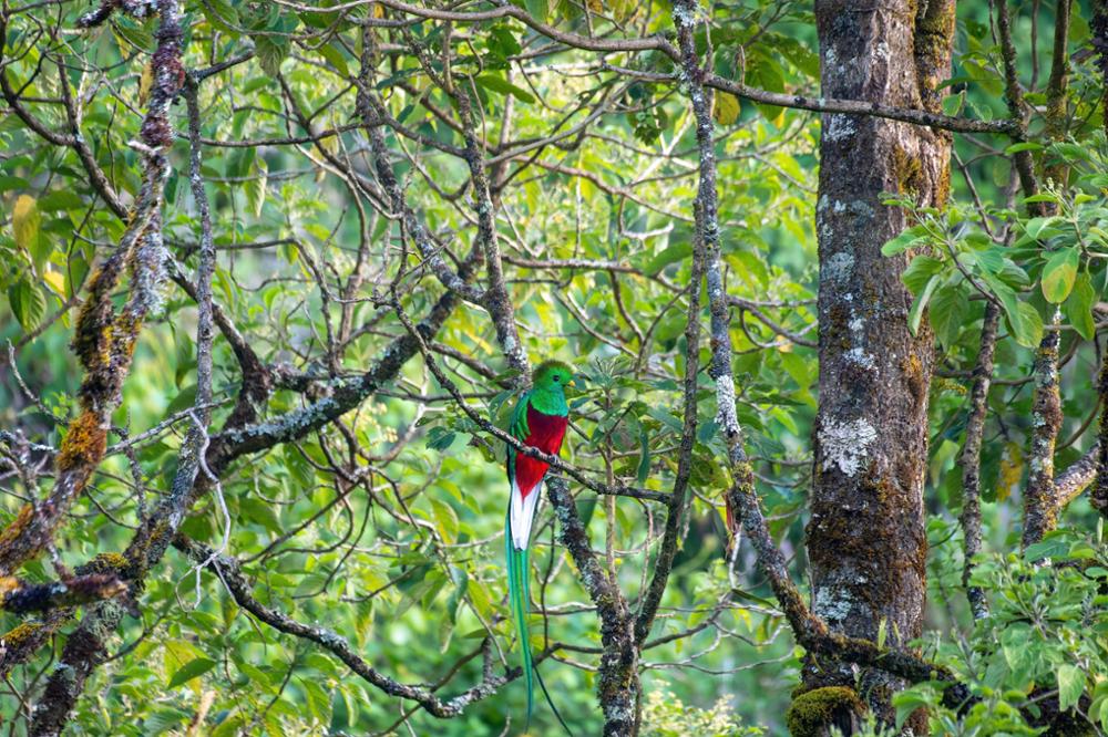 Quetzal resplendissant : l'animal emblématique du Guatemala